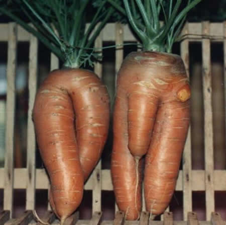 Carrot Couple