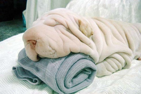 Wrinkle Dog